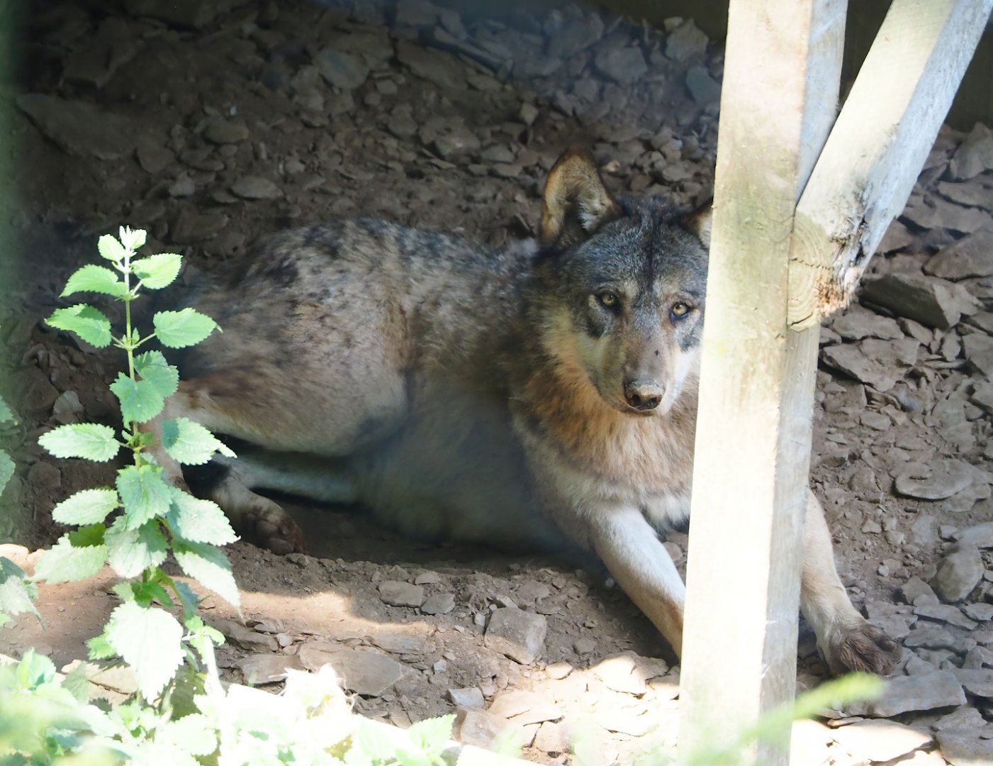 Eurasian wolf (Canis lupus lupus), 2023-06-24