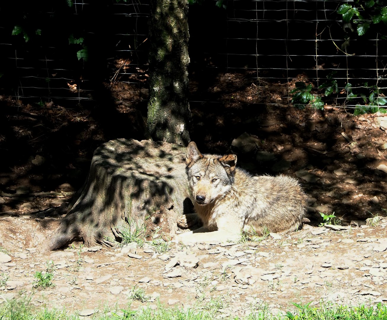 Eurasian wolf (Canis lupus lupus), 2023-06-24