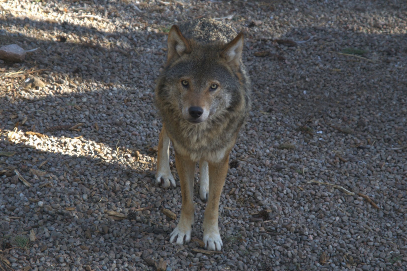 Eurasian Wolf (Canis lupus lupus), 2025-04-10
