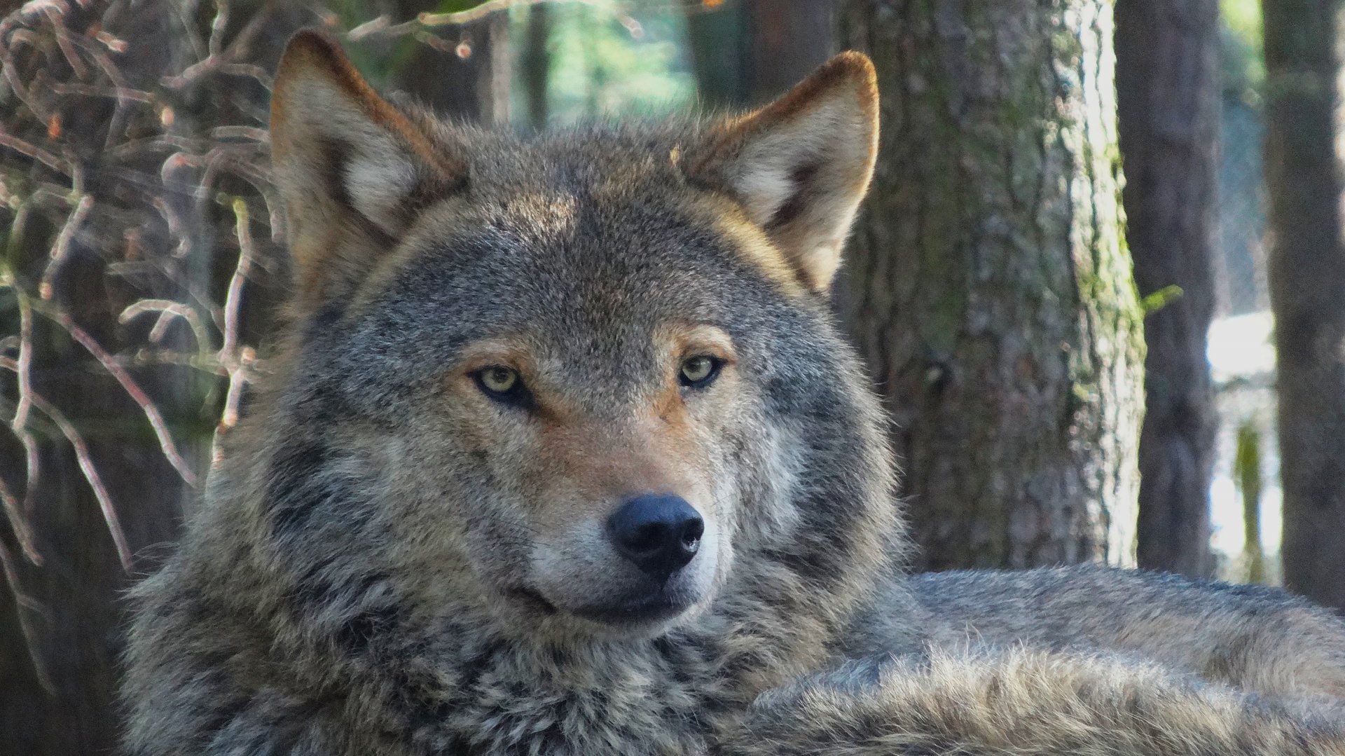 Eurasian Wolf (Canis Lupus Lupus), 2025-04-10