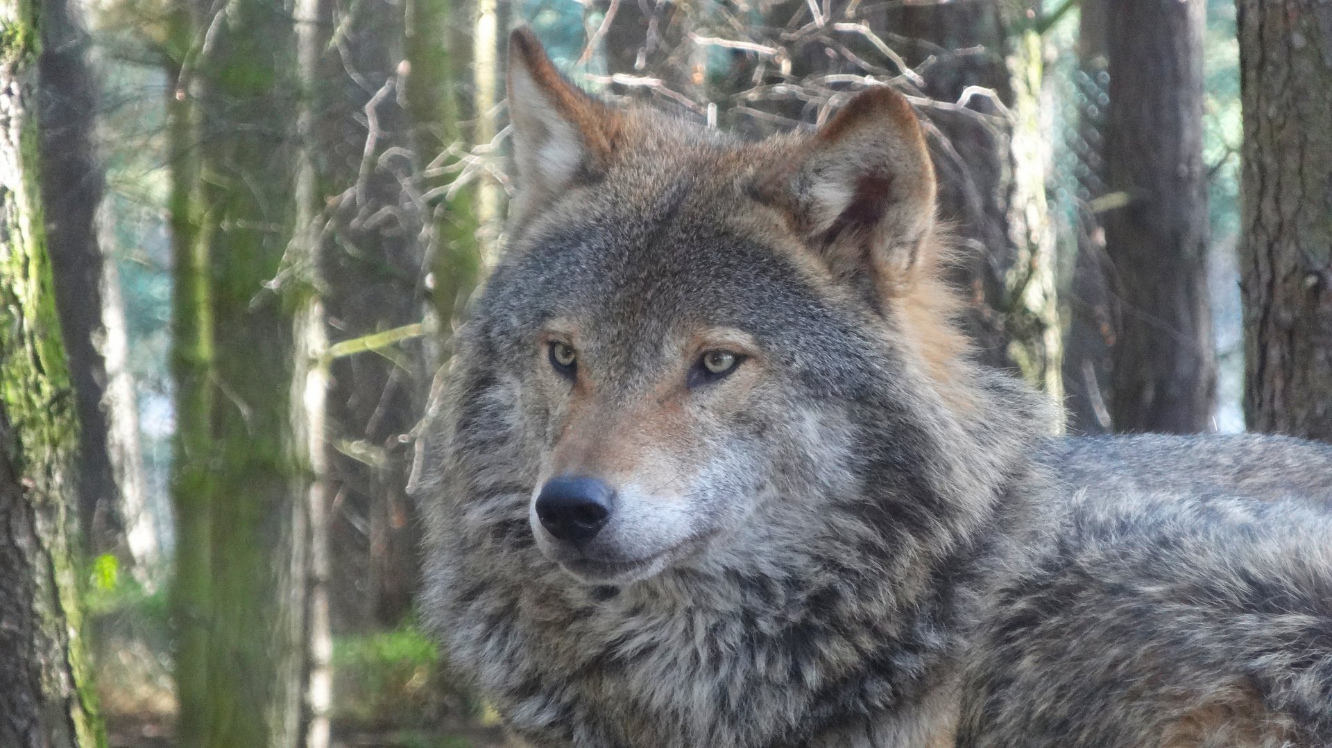 Eurasian Wolf (Canis Lupus Lupus), 2025-04-10