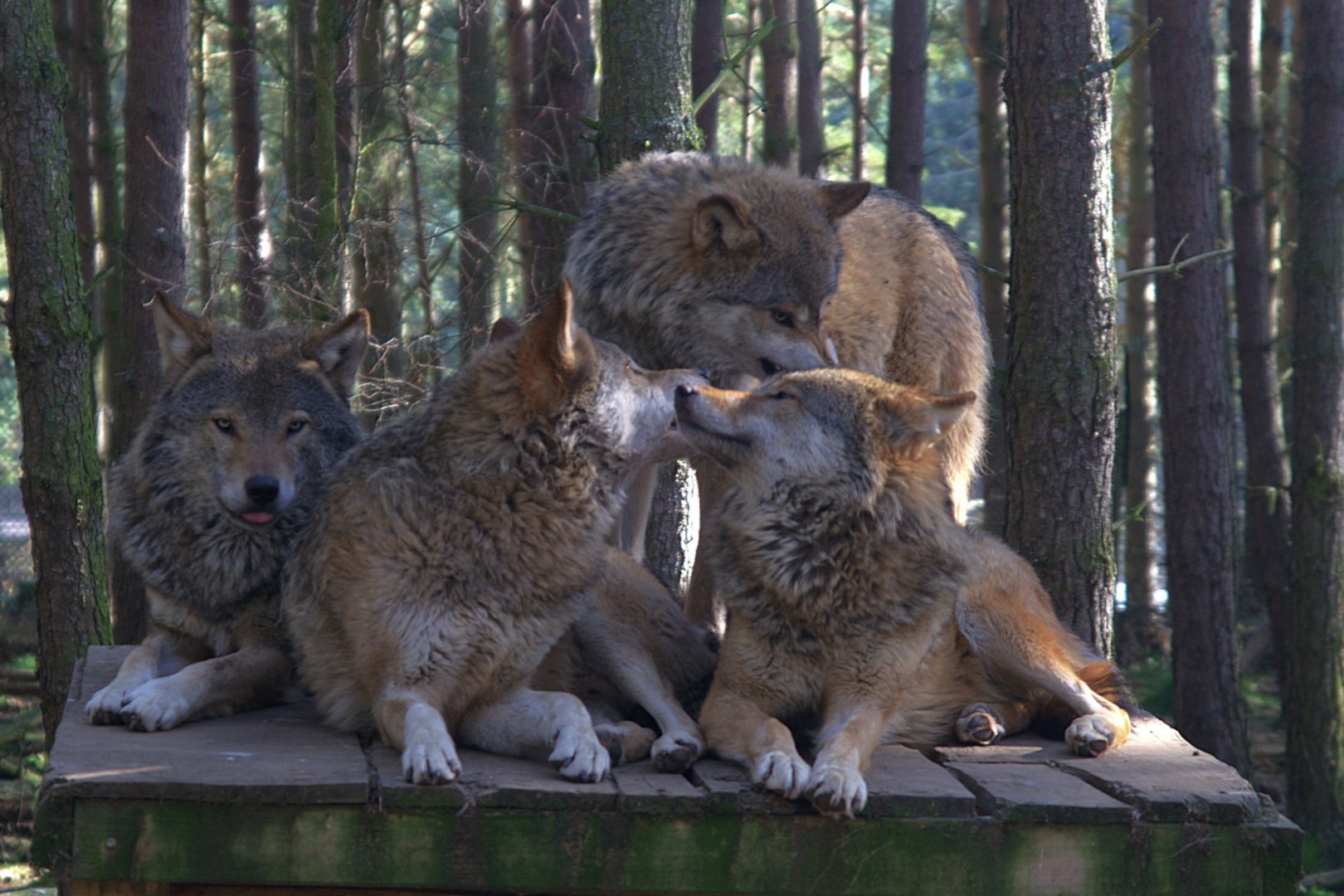 Eurasian Wolf (Canis Lupus Lupus), 2025-04-10