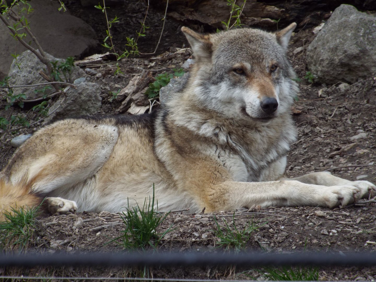 Eurasian Wolf (Canis lupus lupus) at Alpenzoo Innsbruck - April 11 2015