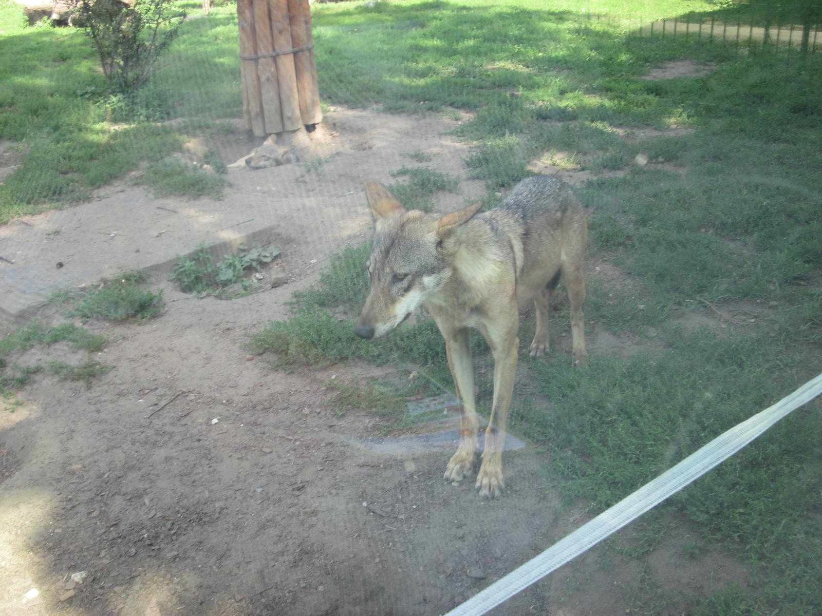 Eurasian wolf (Canis lupus lupus)