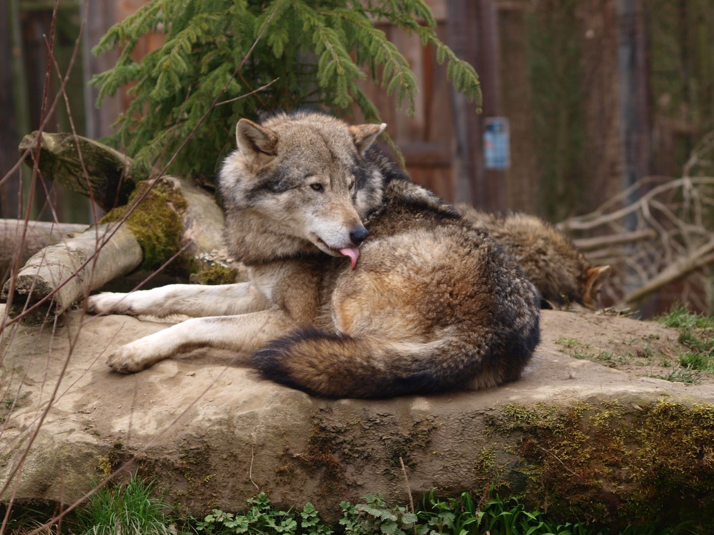 Eurasian wolf (Canis lupus lupus)