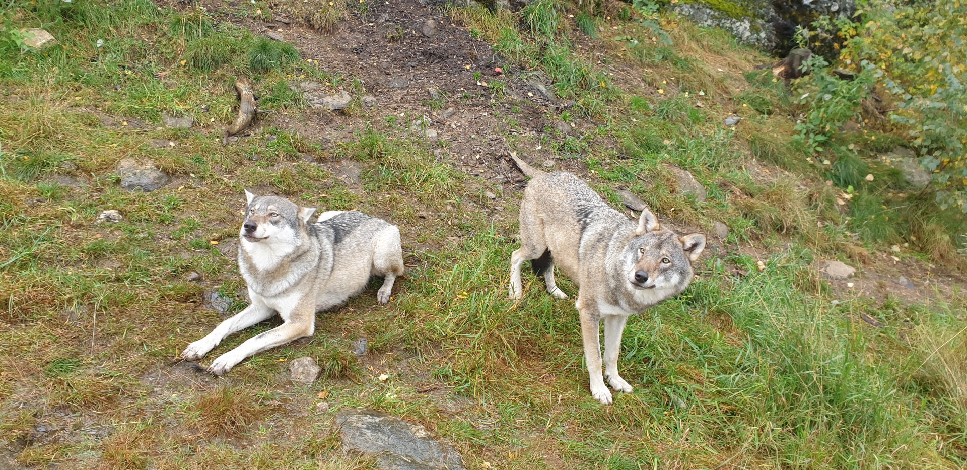 Eurasian Wolf (Canis lupus lupus)