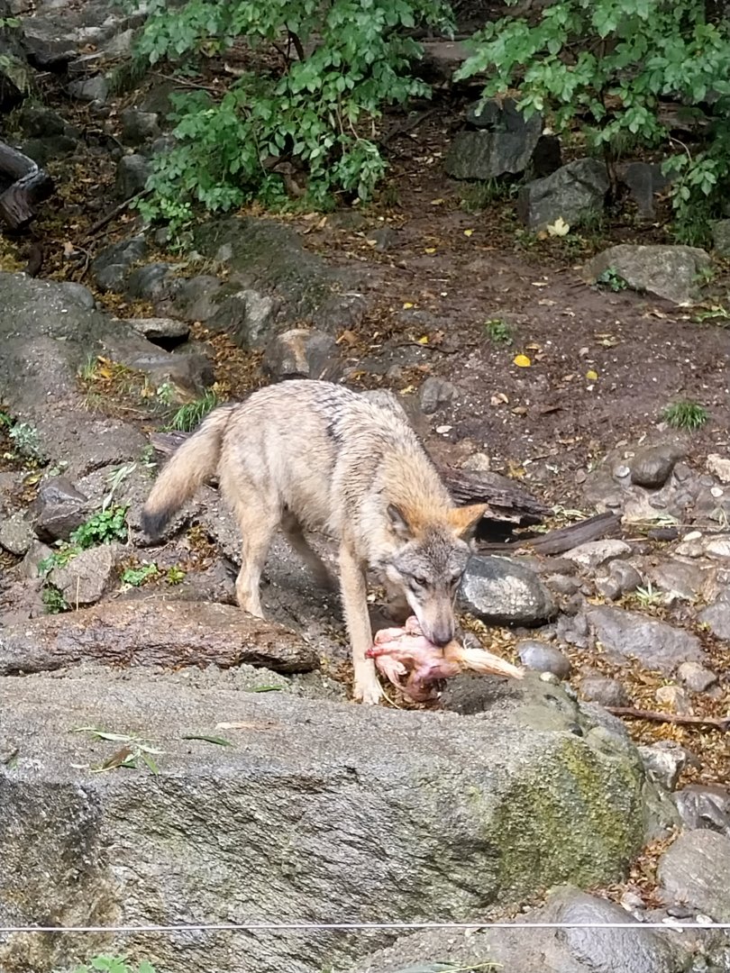Eurasian wolf (Canis lupus lupus)