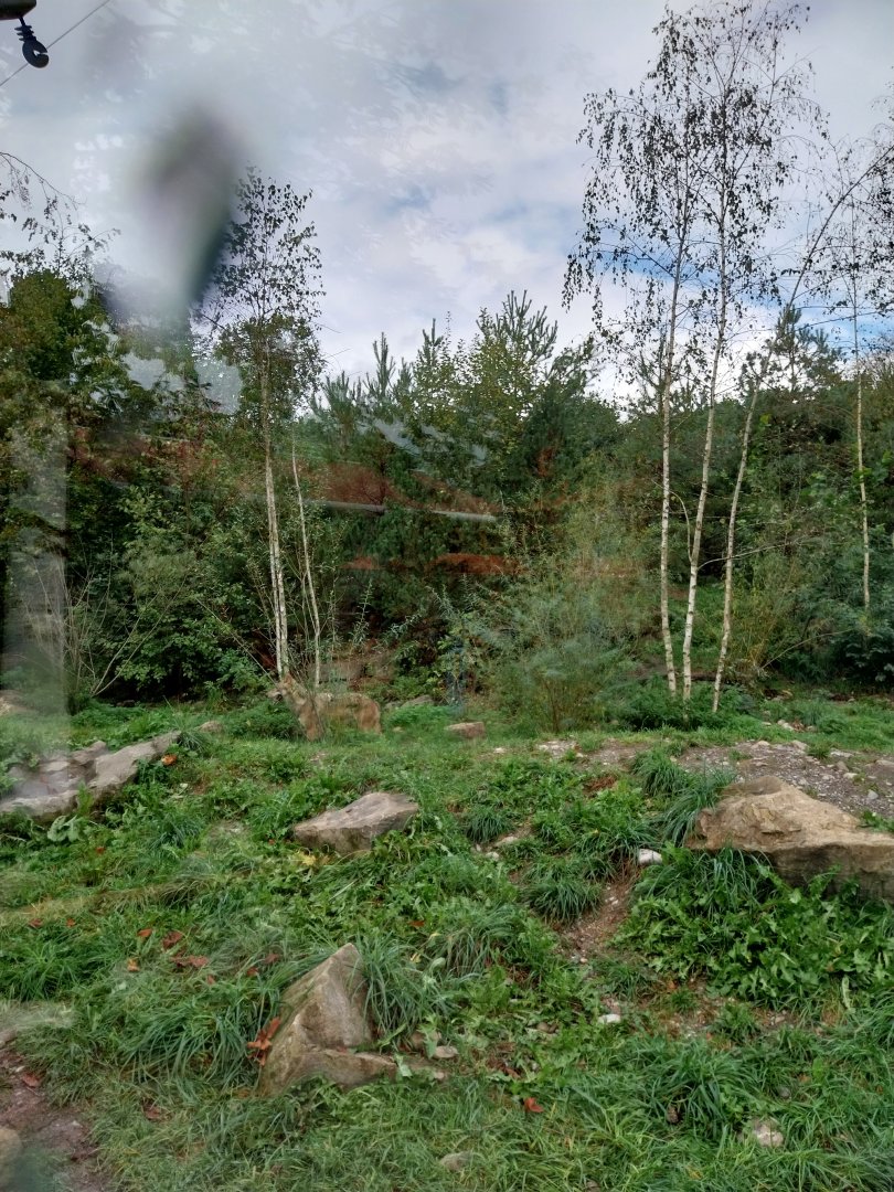 Eurasian wolf (Canis lupus lupus)