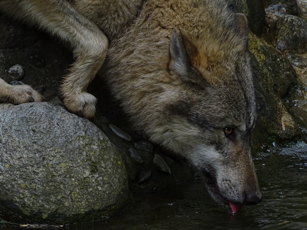 Eurasian wolf (Canis lupus lupus)