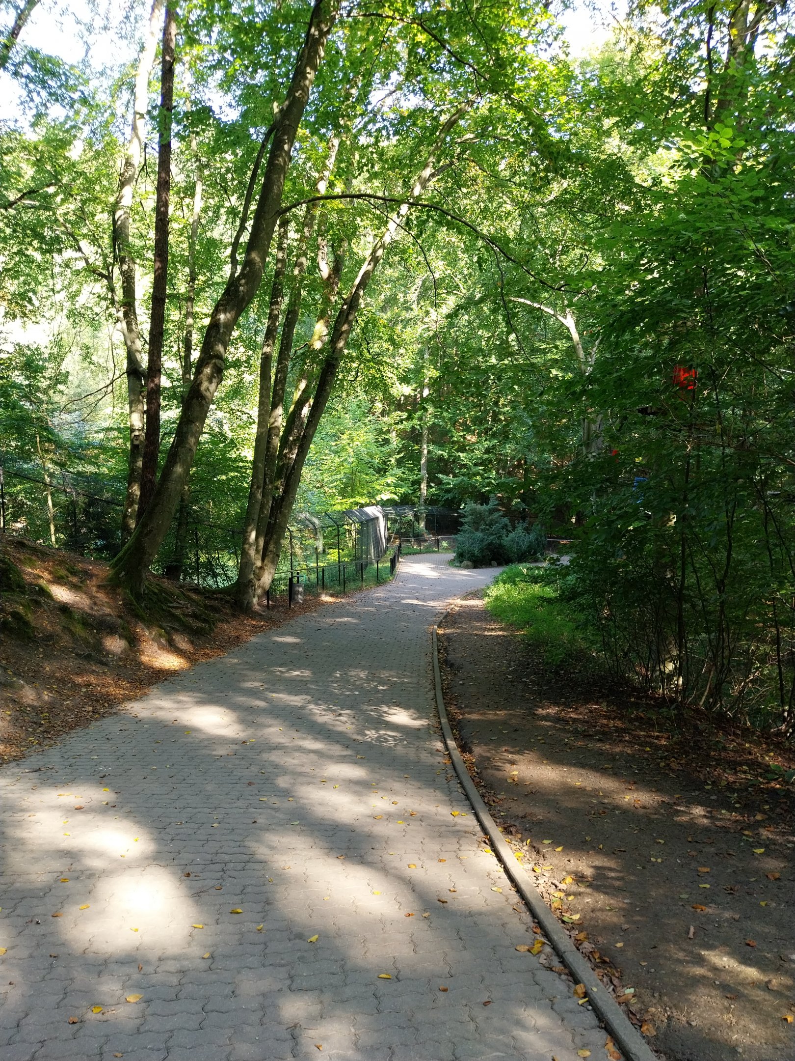 Eurasian Wolf (Canis lupus lupus)