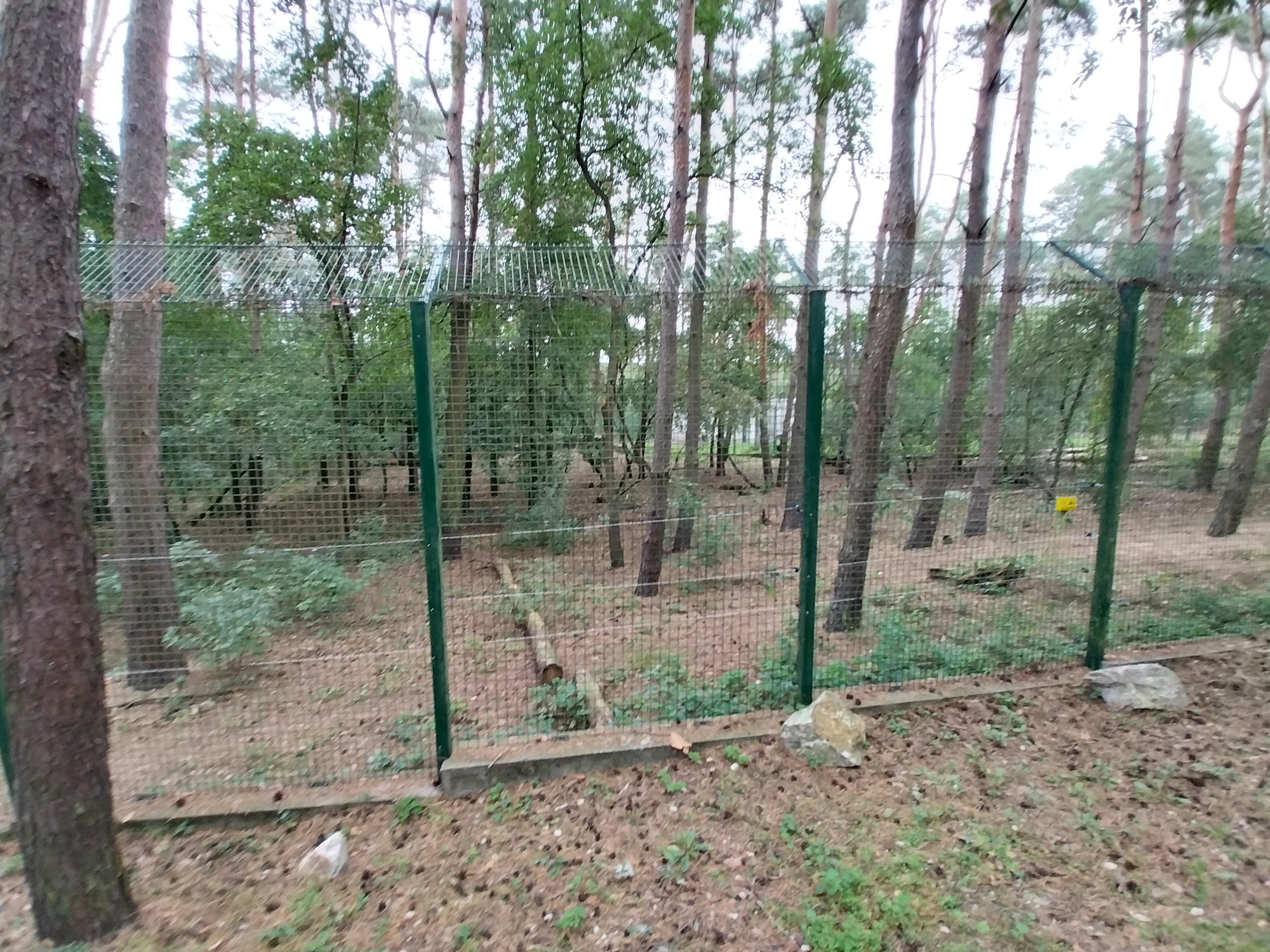 Eurasian Wolf (Canis lupus lupus)