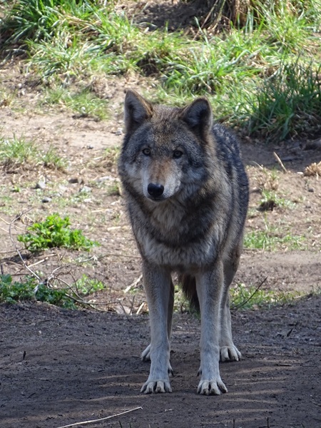 Eurasian wolf (Canis lupus lupus)