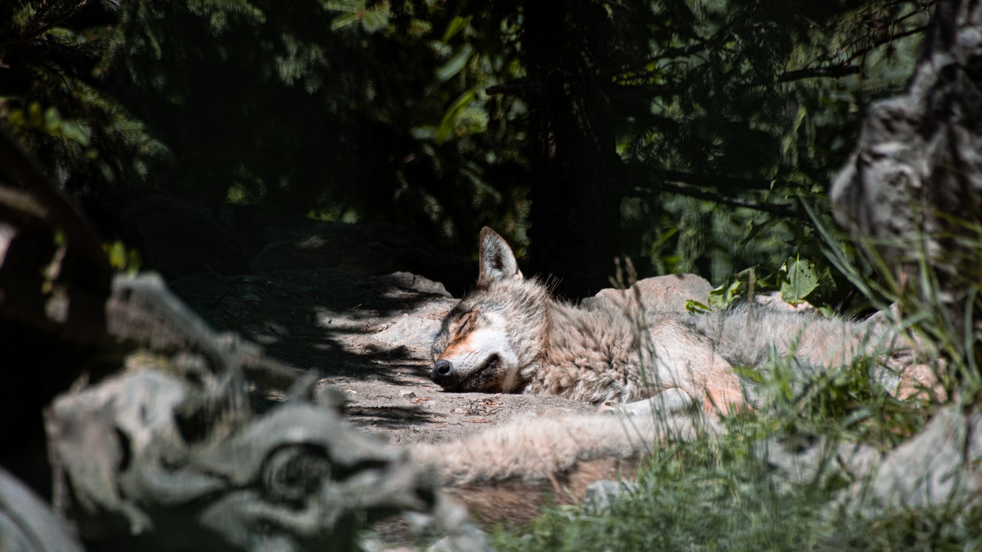 Eurasian wolf (Canis lupus)