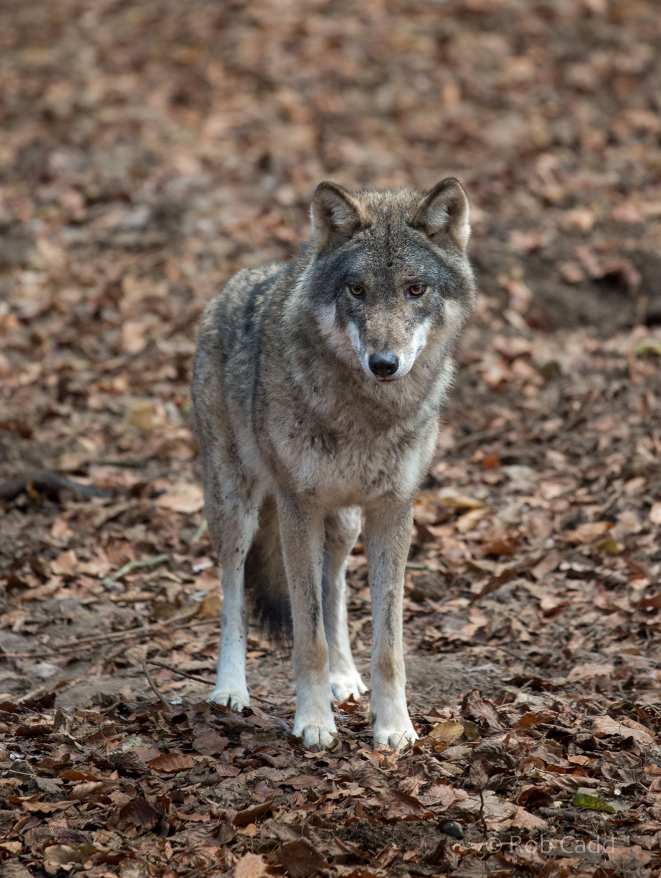 Eurasian wolf : Cotswold WP : 03 Dec 2016