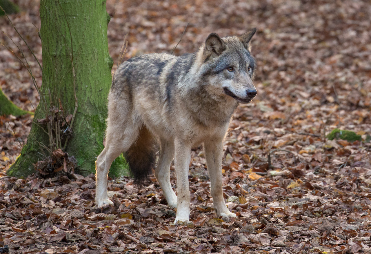 Eurasian wolf : Cotswold WP : 03 Dec 2016