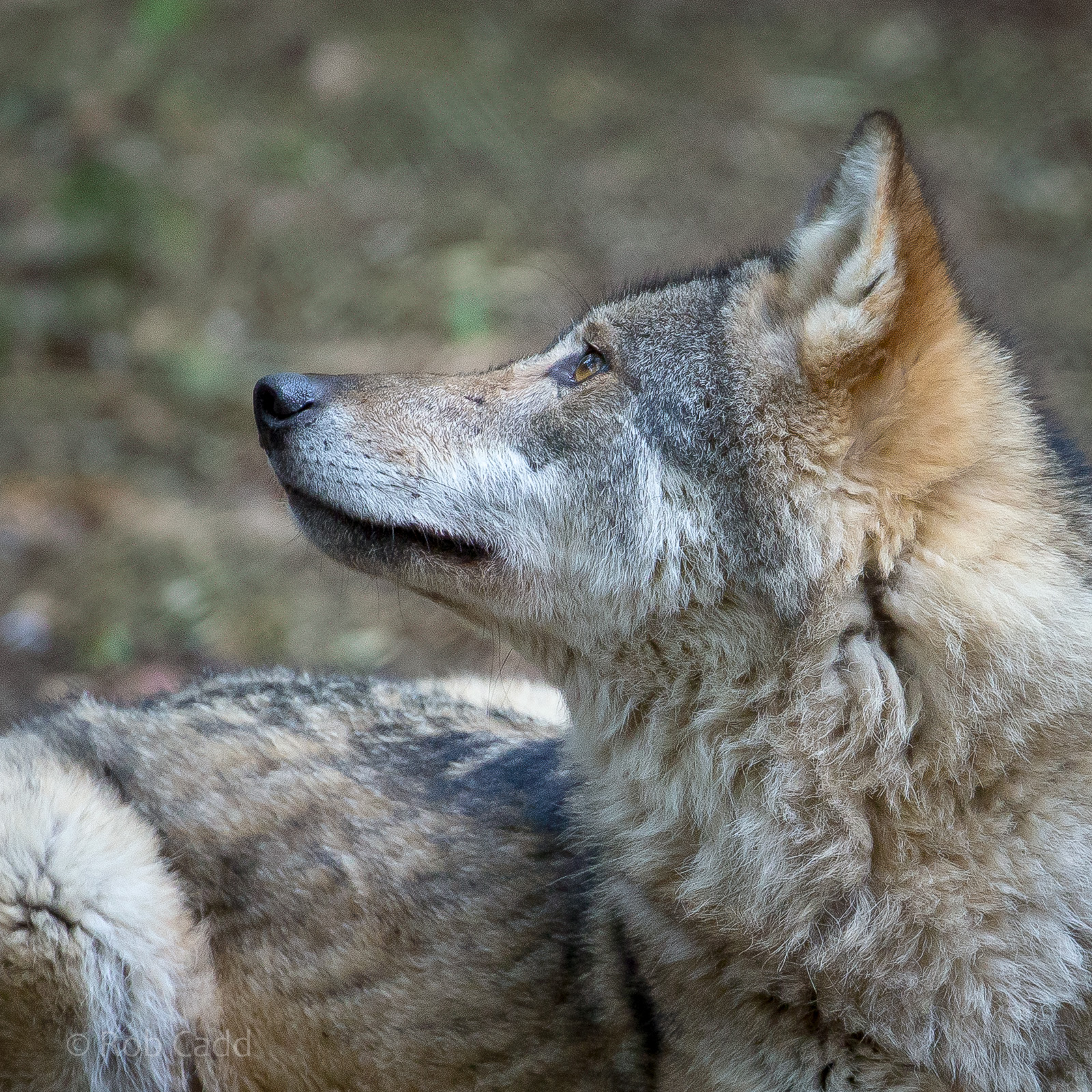 Eurasian wolf : Cotswold WP : 21 Apr 2017