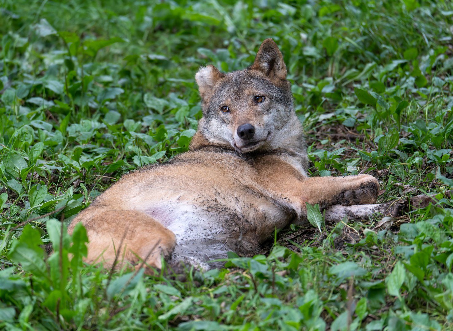 Eurasian wolf, CWP, UK