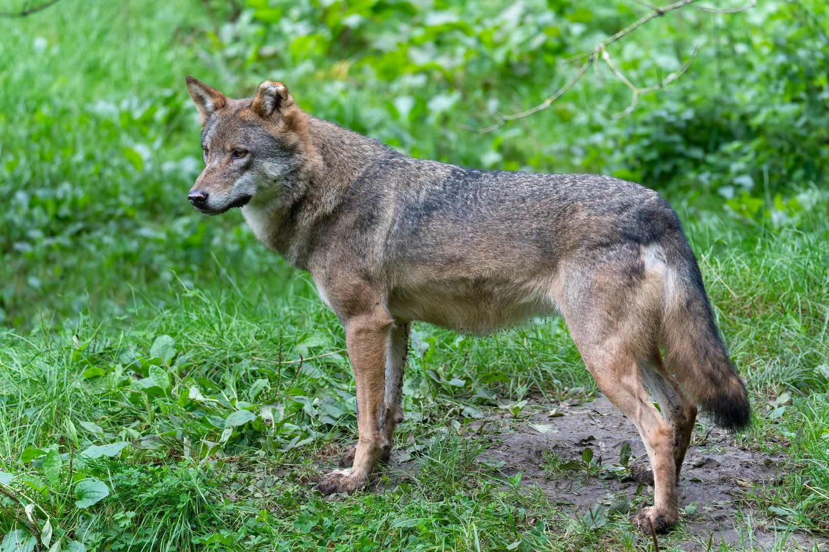 Eurasian wolf, CWP, UK