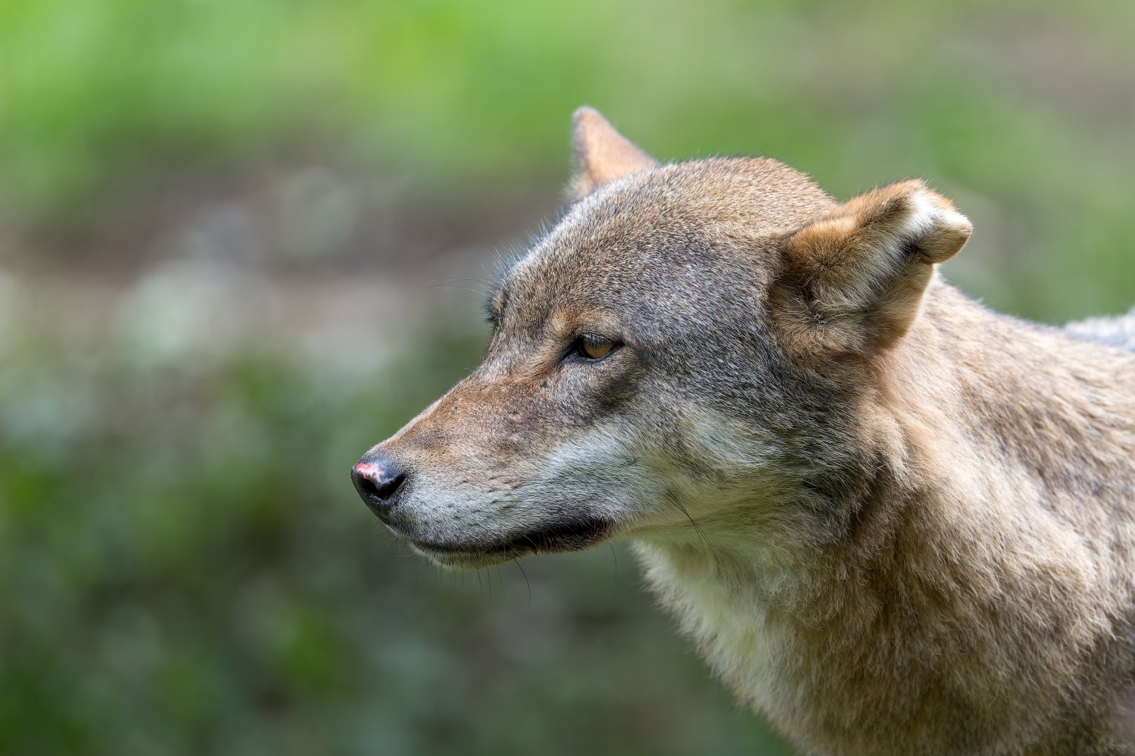 Eurasian wolf, CWP, UK