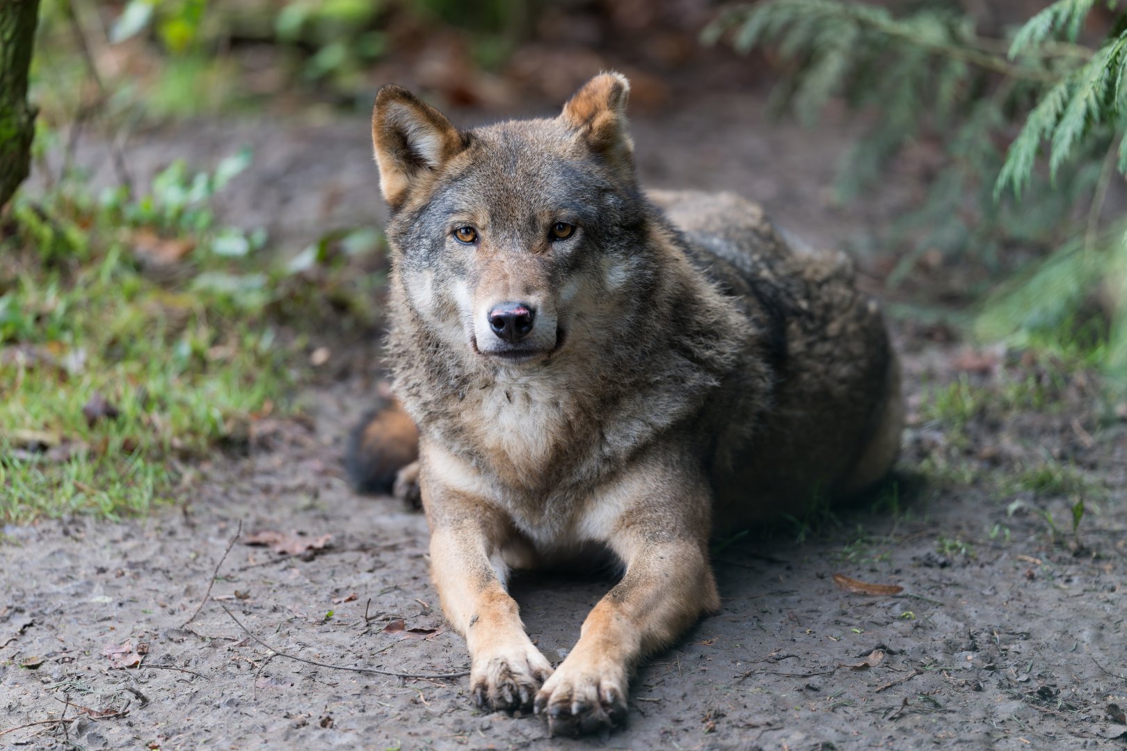 Eurasian Wolf, CWP, UK