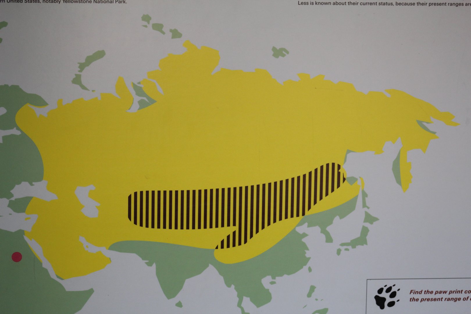 Eurasian Wolf Distribution