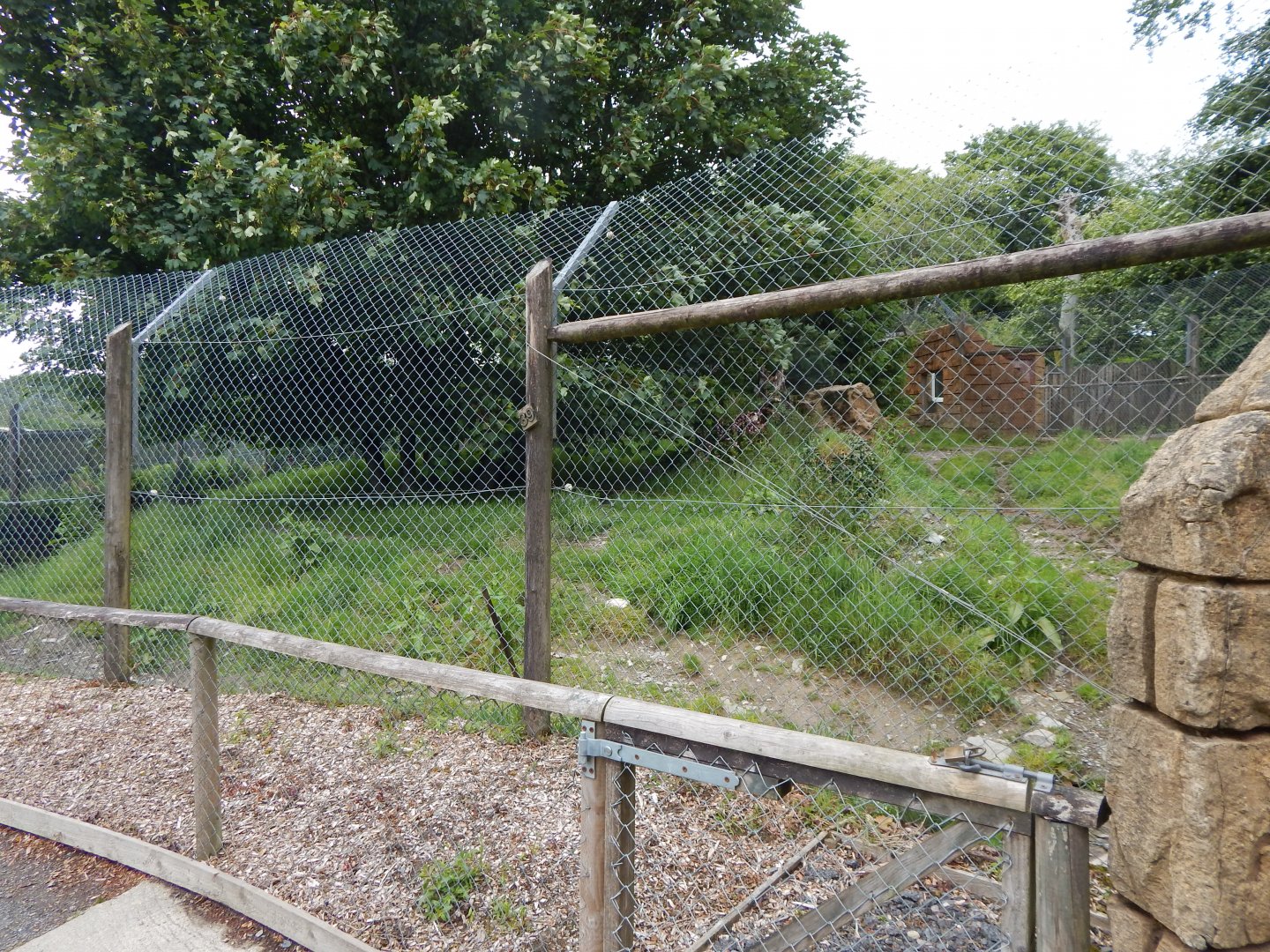 Eurasian wolf enclosure 050625