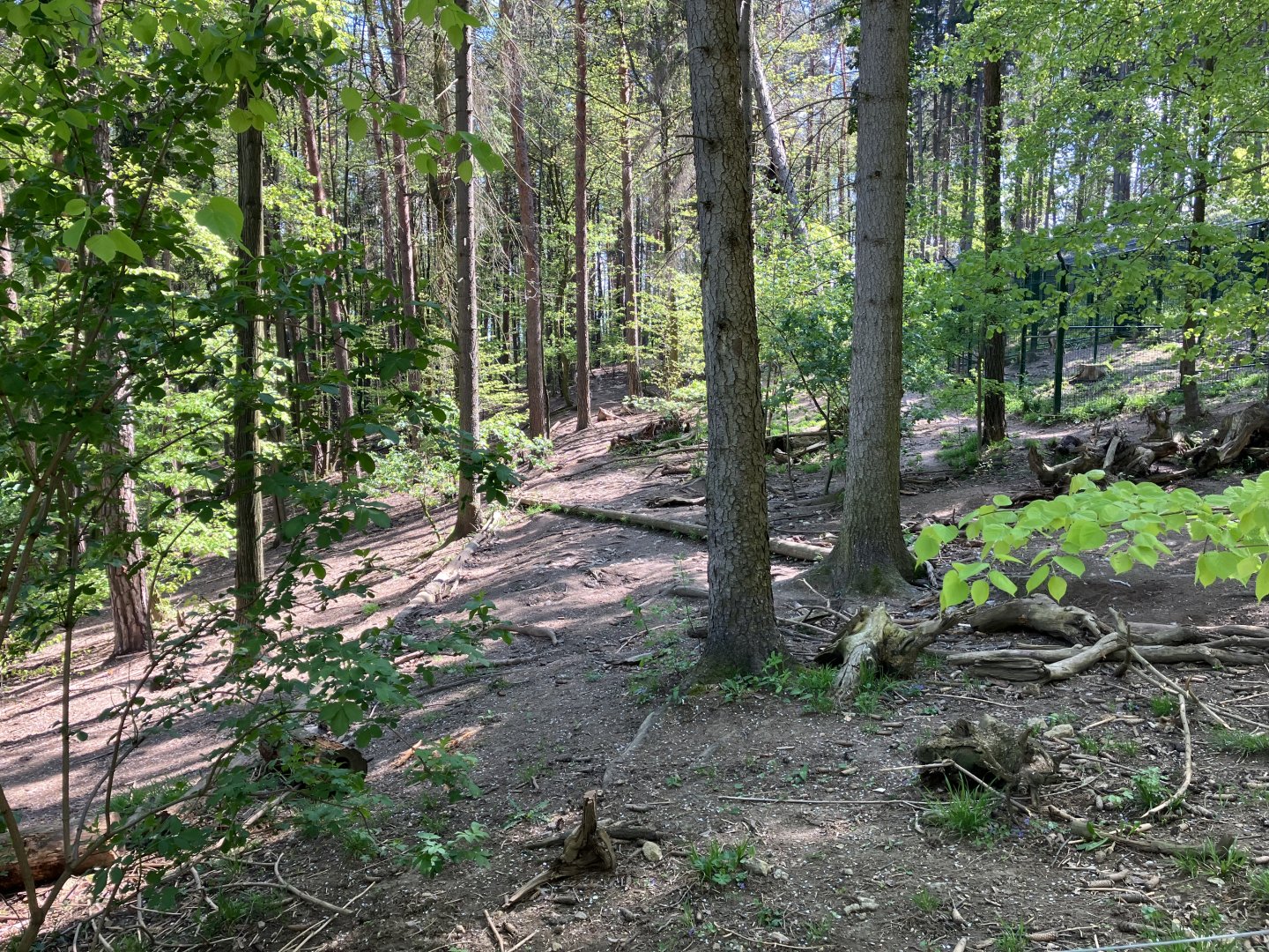 Eurasian wolf enclosure -09/2023