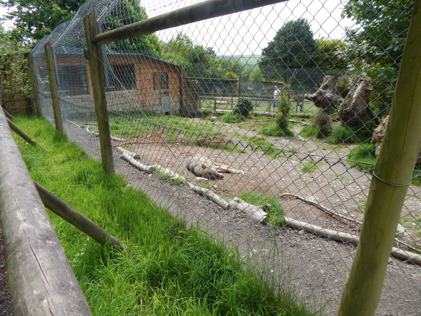 Eurasian wolf enclosure 150522