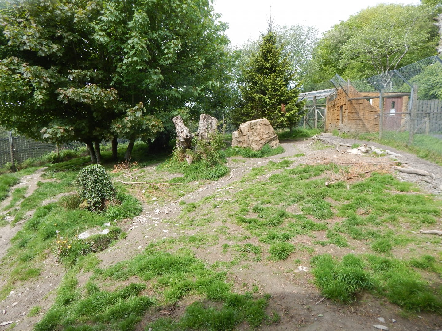 Eurasian wolf enclosure 150522
