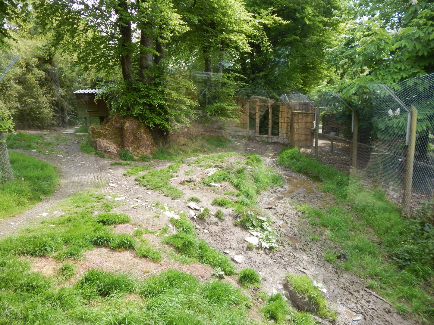 Eurasian wolf enclosure 150522