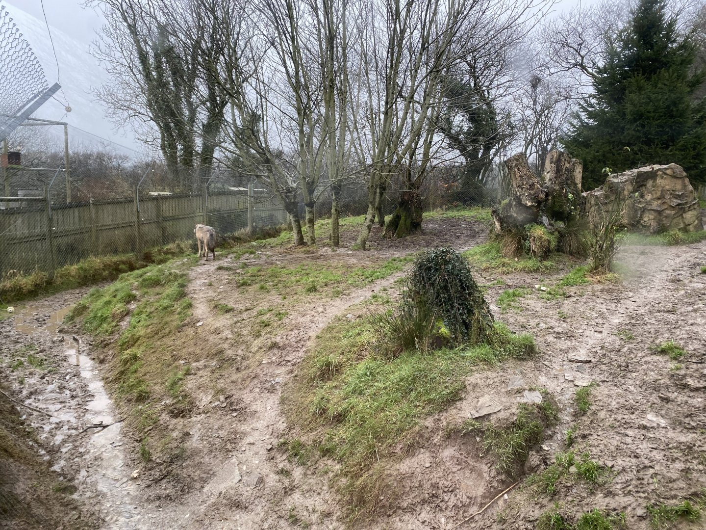 Eurasian wolf enclosure 160122