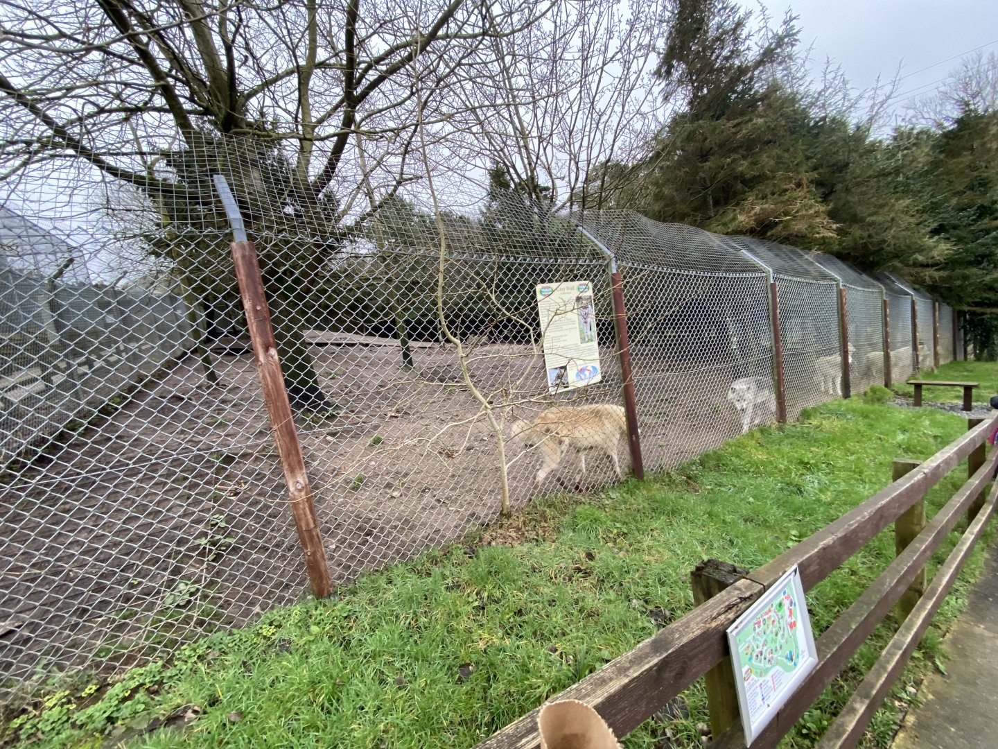 Eurasian wolf enclosure 170224