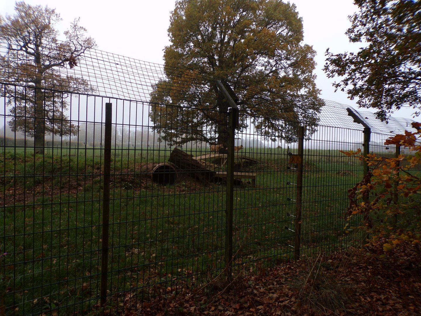 Eurasian wolf enclosure (2)