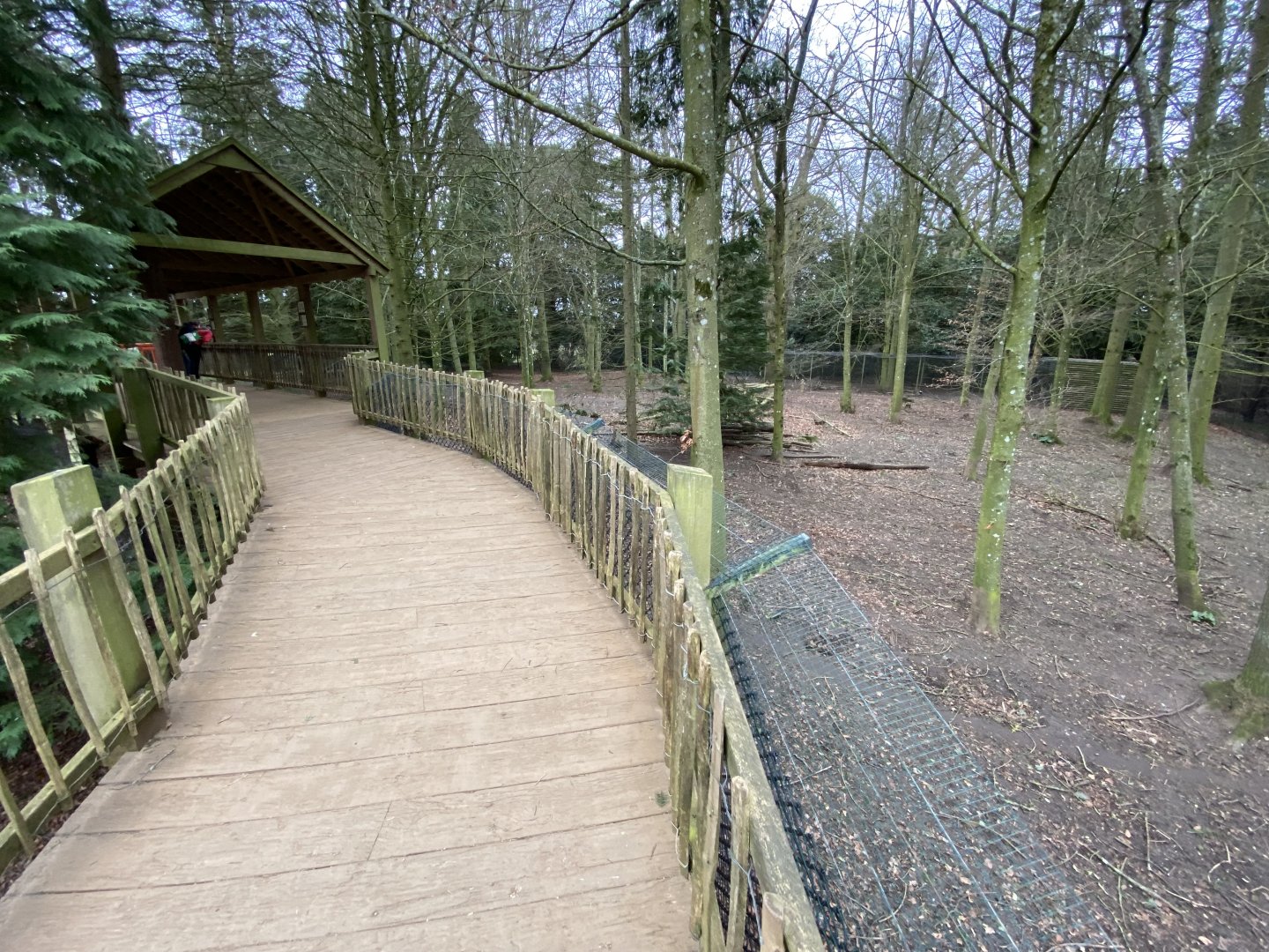 Eurasian wolf enclosure 280222