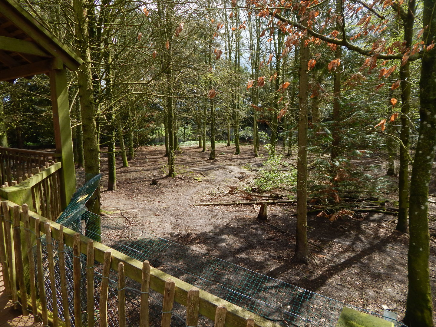 Eurasian wolf enclosure 280423