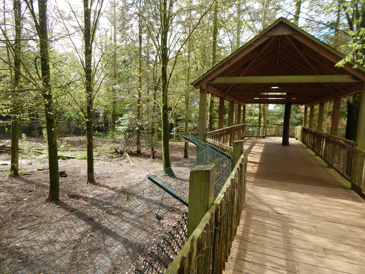 Eurasian wolf enclosure 280423