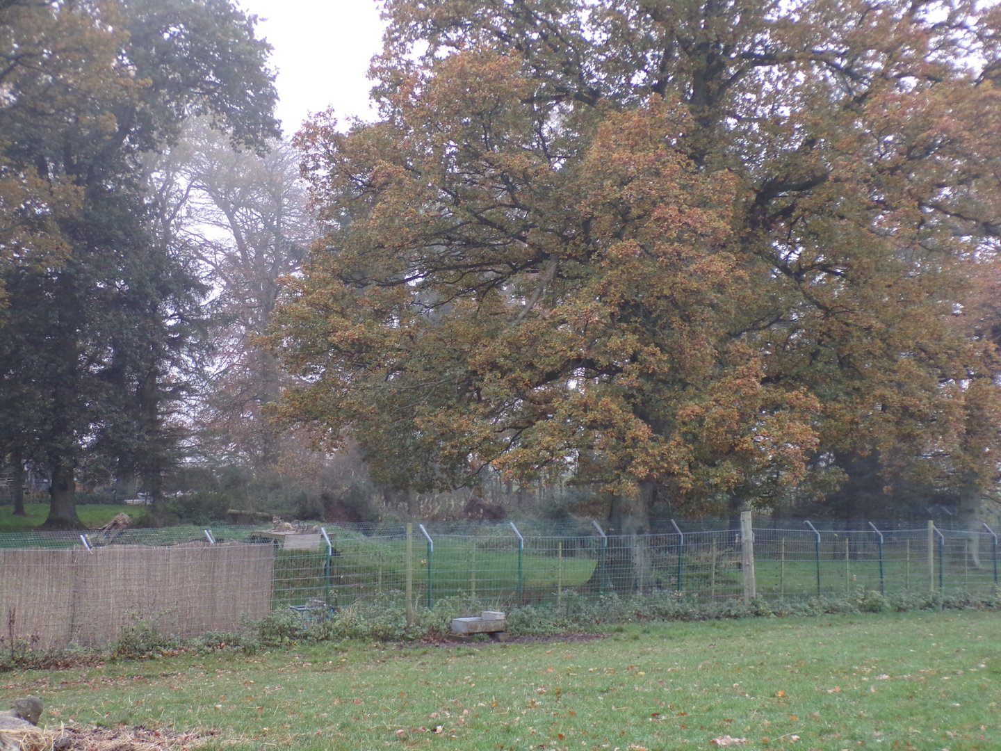 Eurasian wolf enclosure (3)