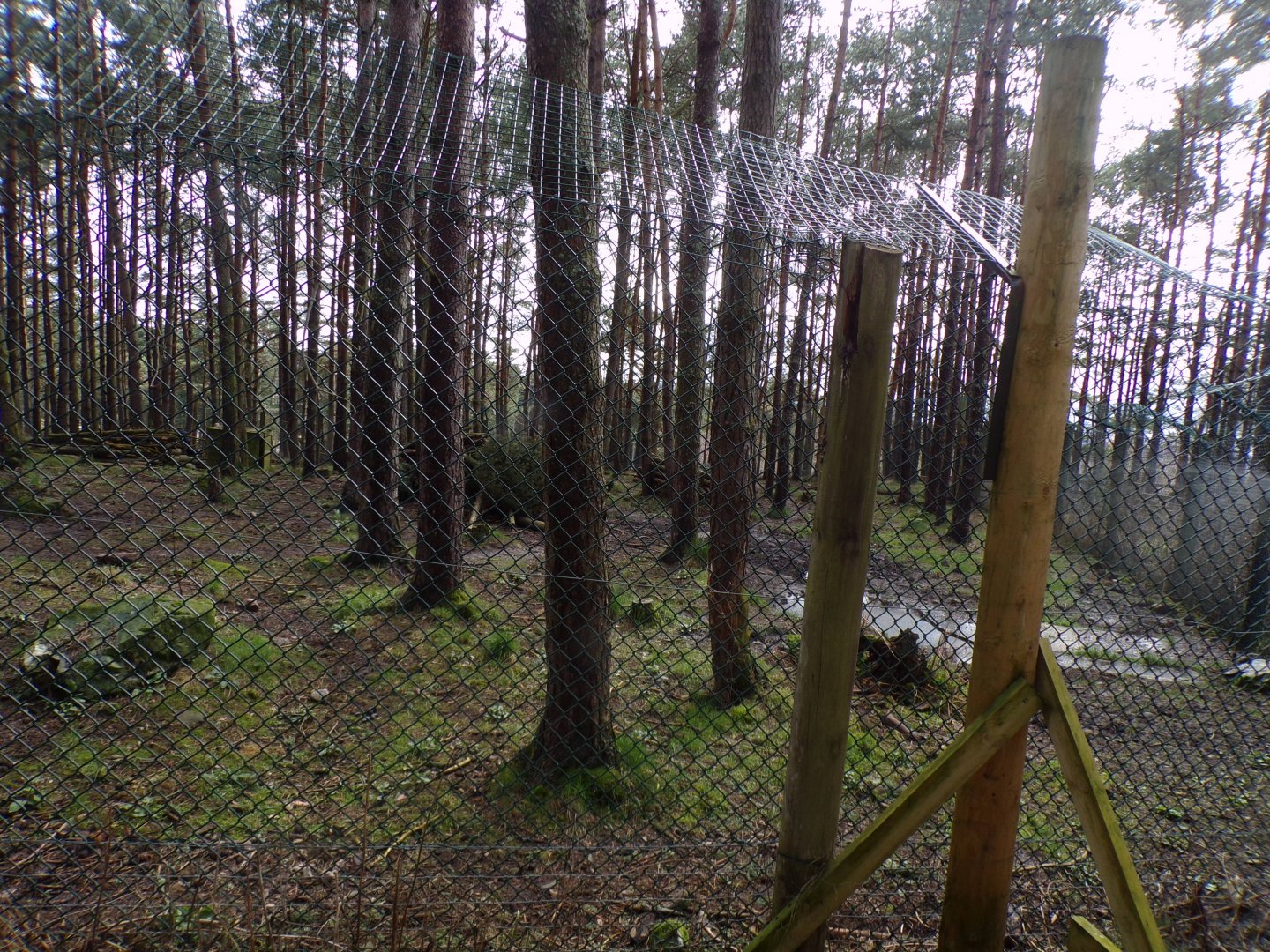 Eurasian wolf enclosure 5.4.24