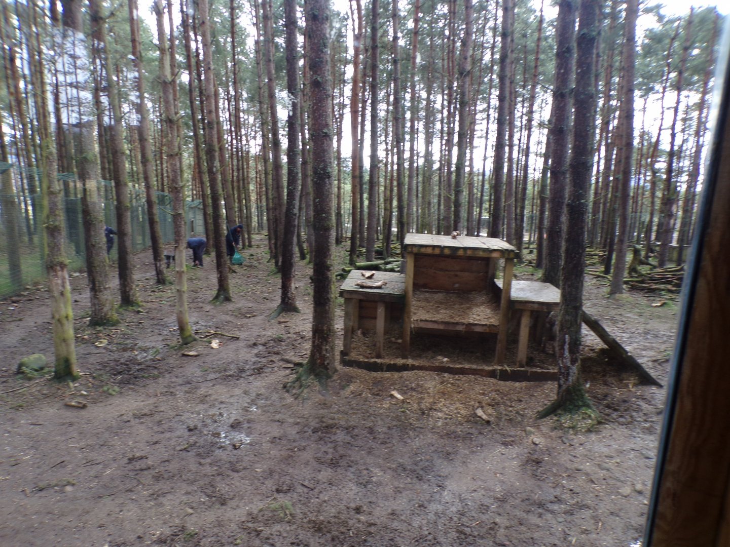 Eurasian wolf enclosure 5.4.24