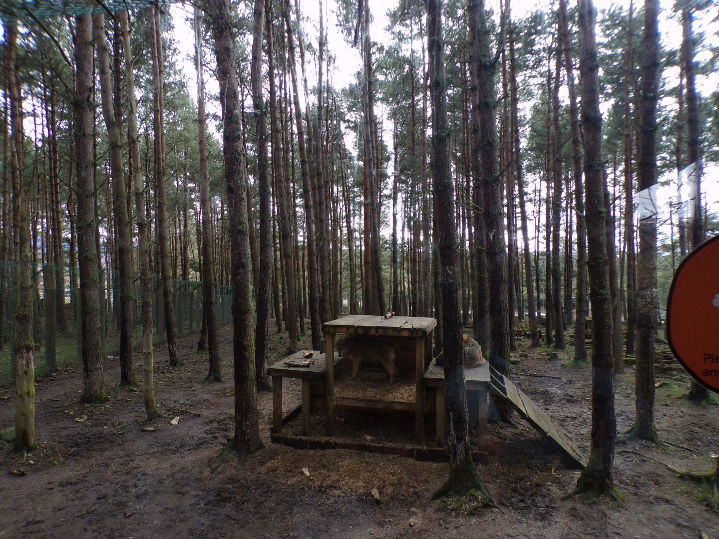 Eurasian wolf enclosure 5.4.24