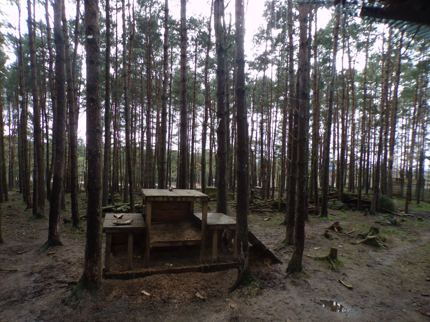 Eurasian wolf enclosure 5.4.24