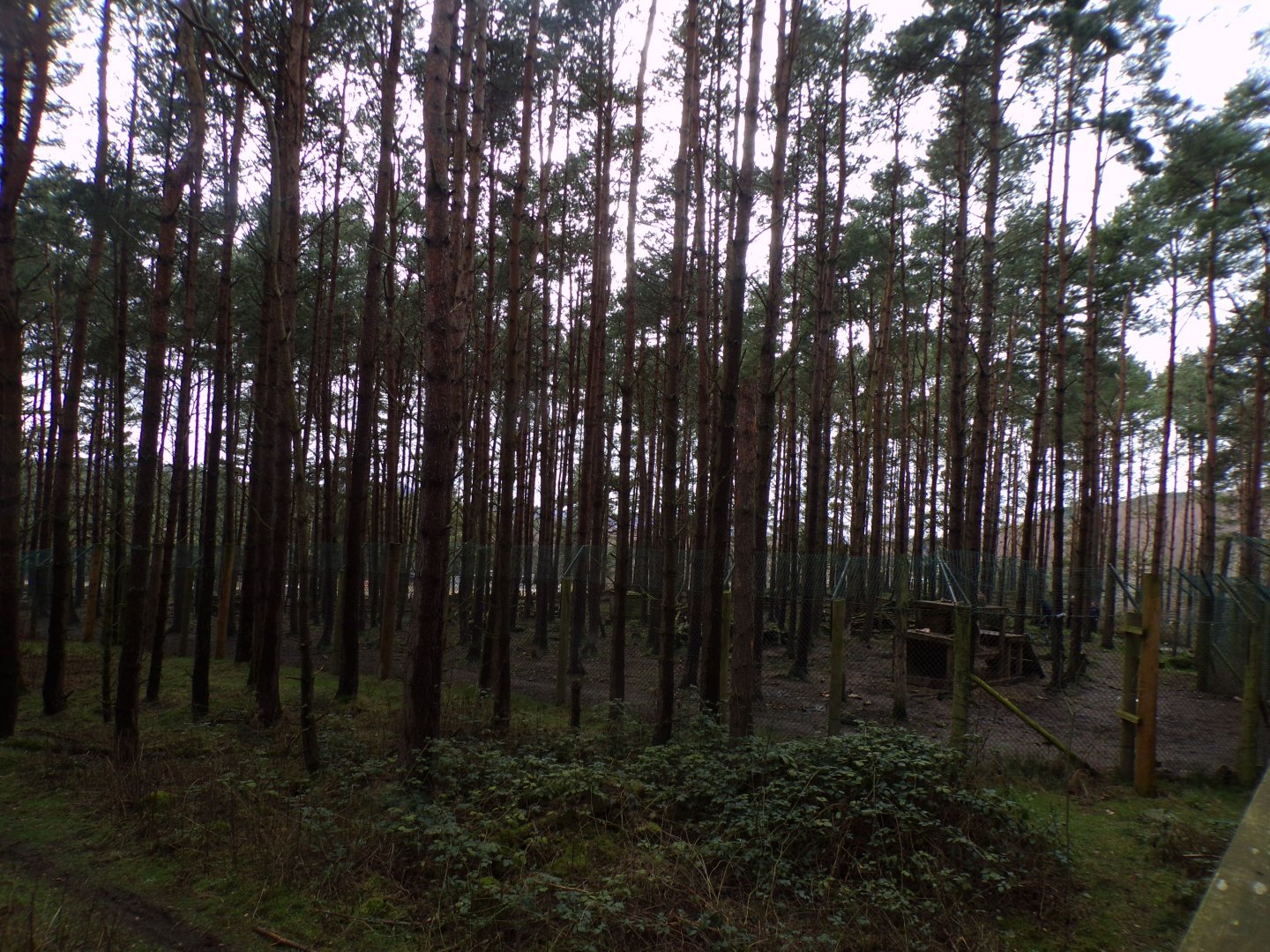 Eurasian wolf enclosure 5.4.24