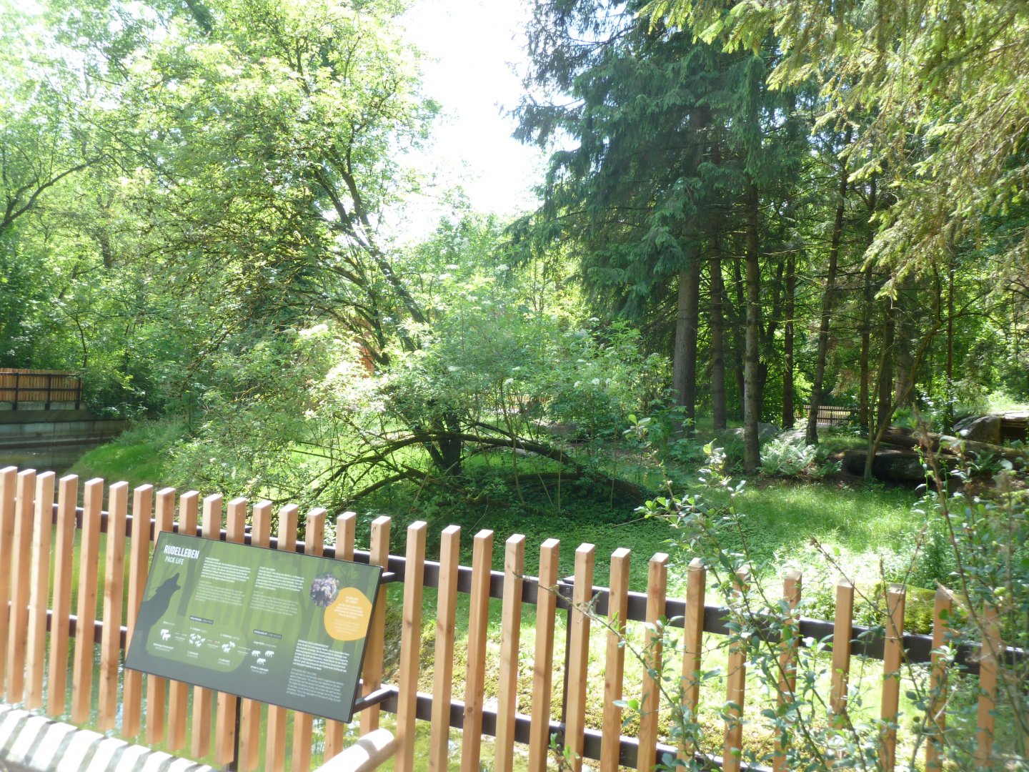 Eurasian wolf enclosure