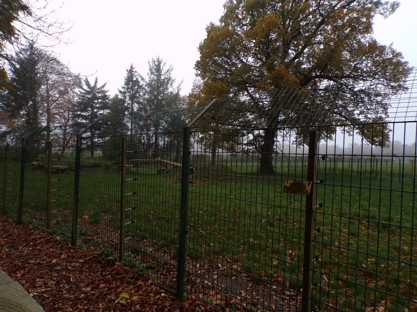 Eurasian wolf enclosure