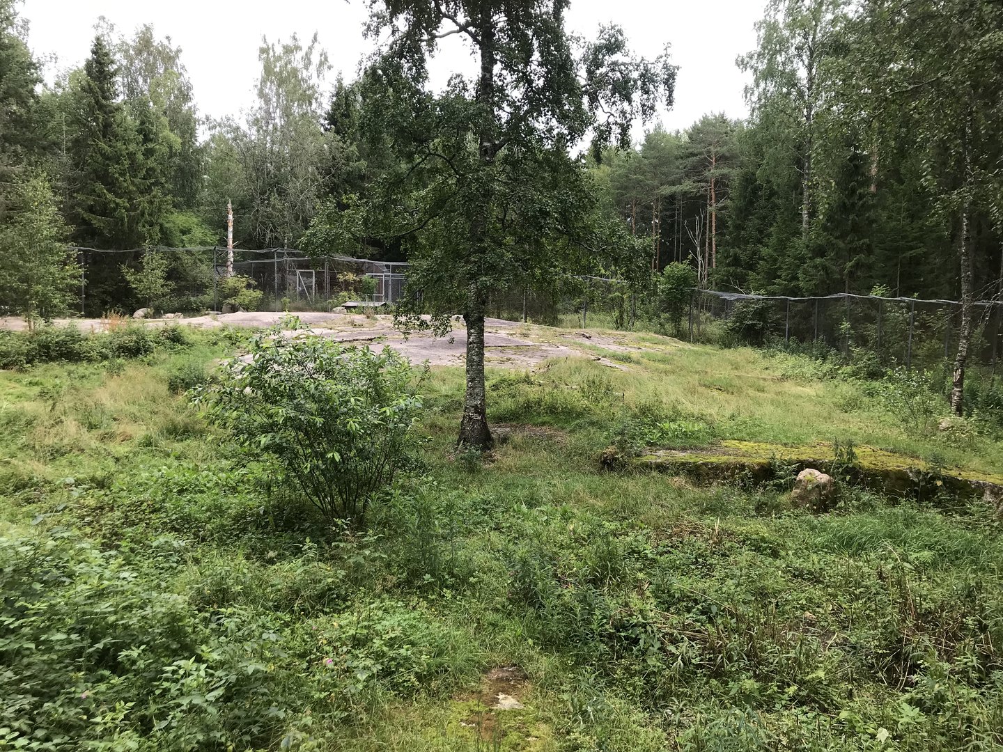 Eurasian wolf enclosure