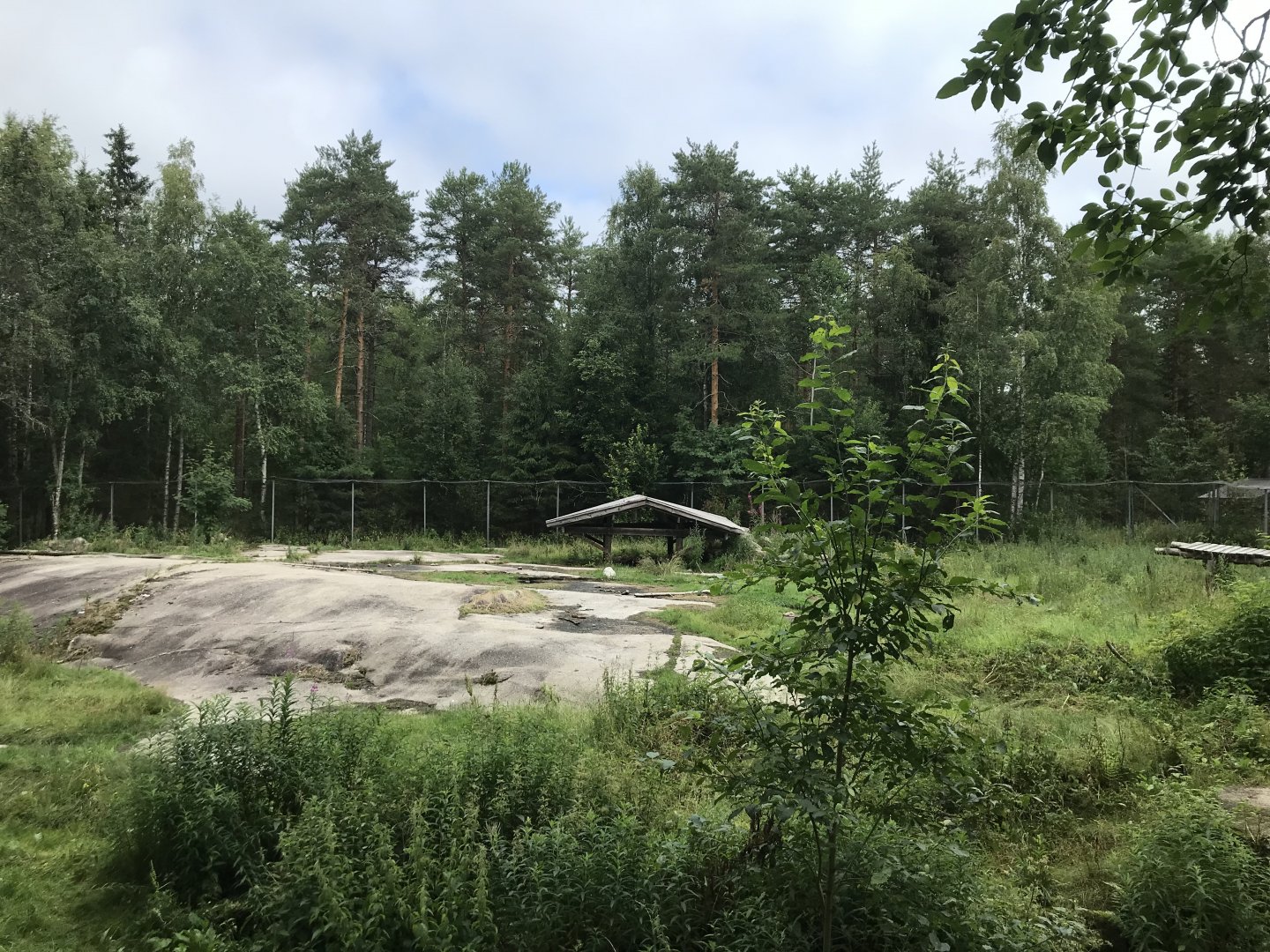 Eurasian wolf enclosure