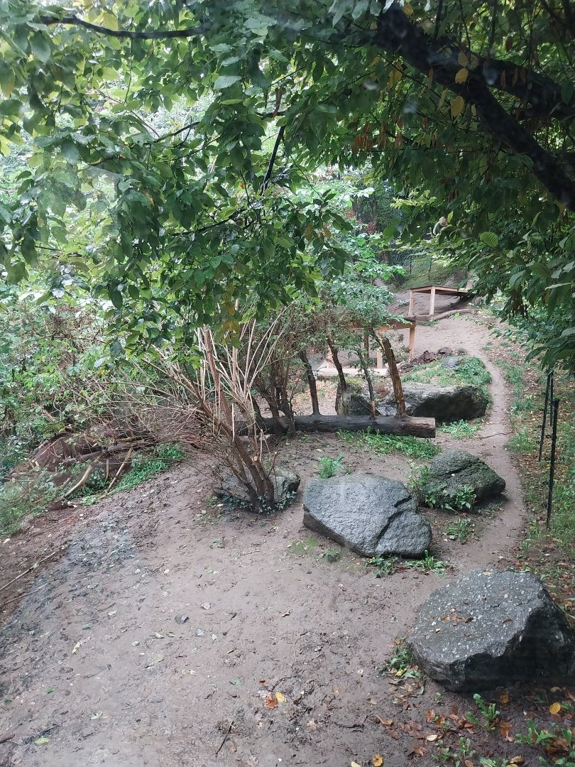 Eurasian wolf enclosure