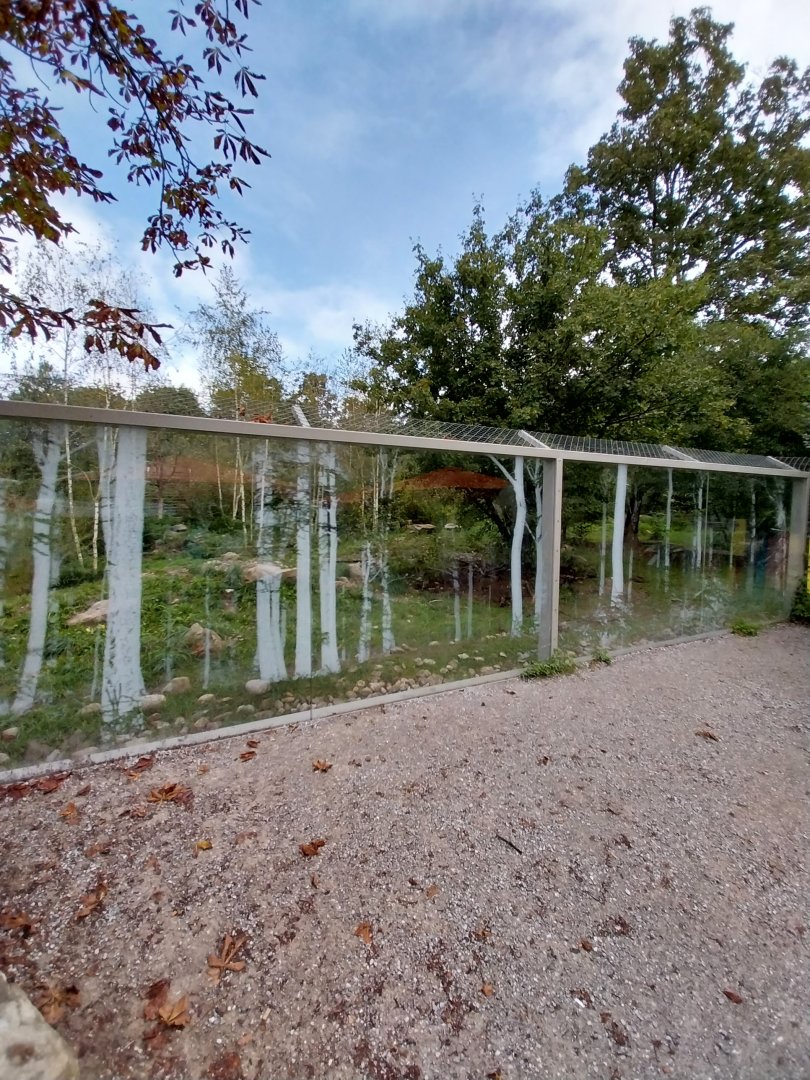 Eurasian wolf enclosure