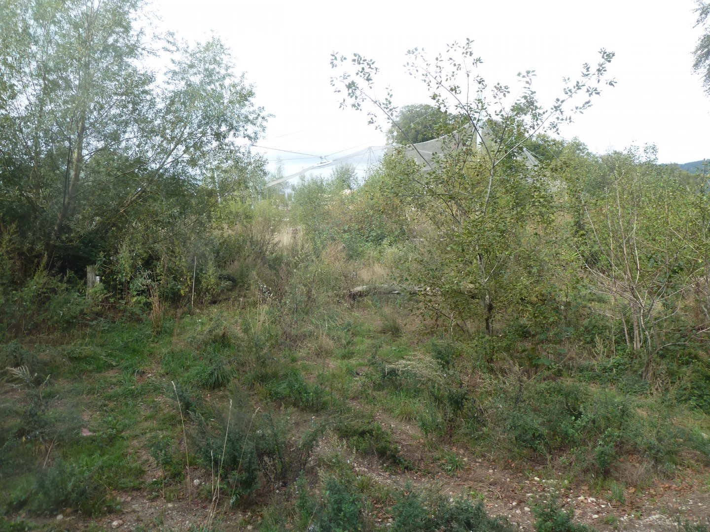 Eurasian wolf enclosure