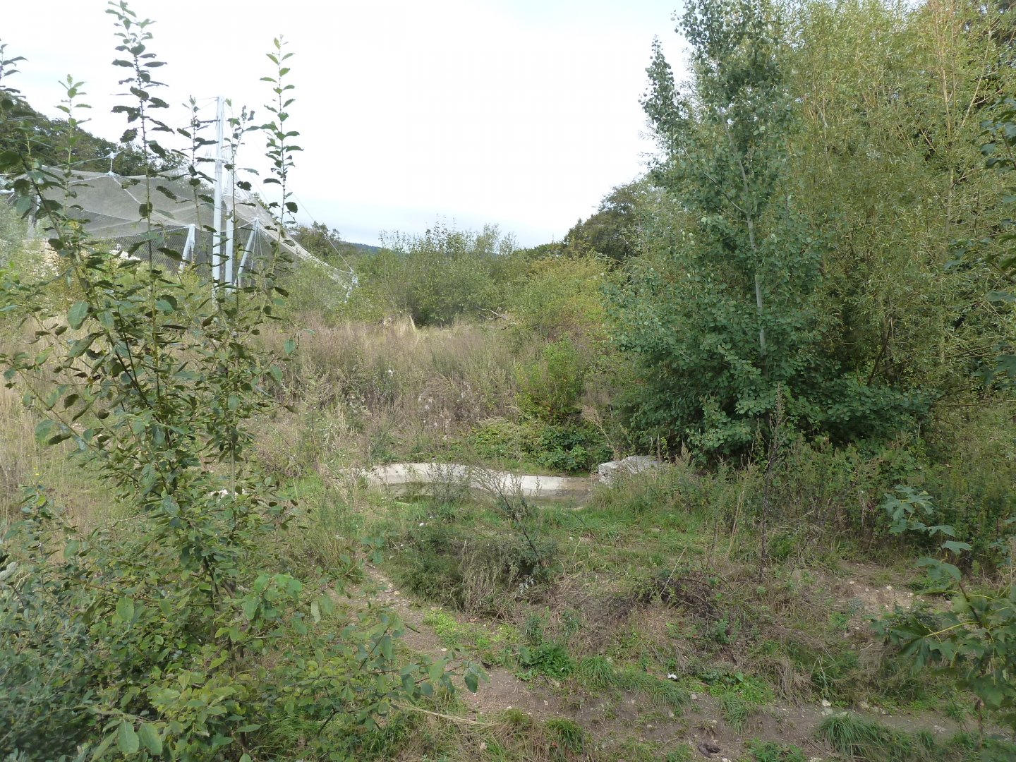 Eurasian wolf enclosure